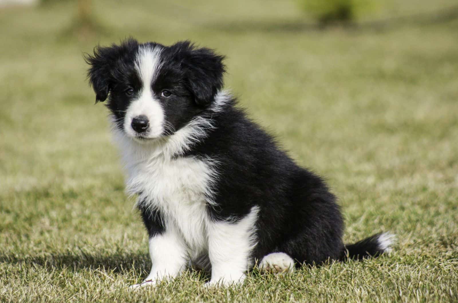 border collie puppy sitting in the grass