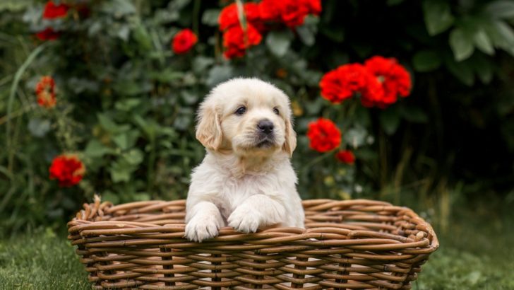 7 Golden Retriever Breeders In Oregon With A Heart Of Gold