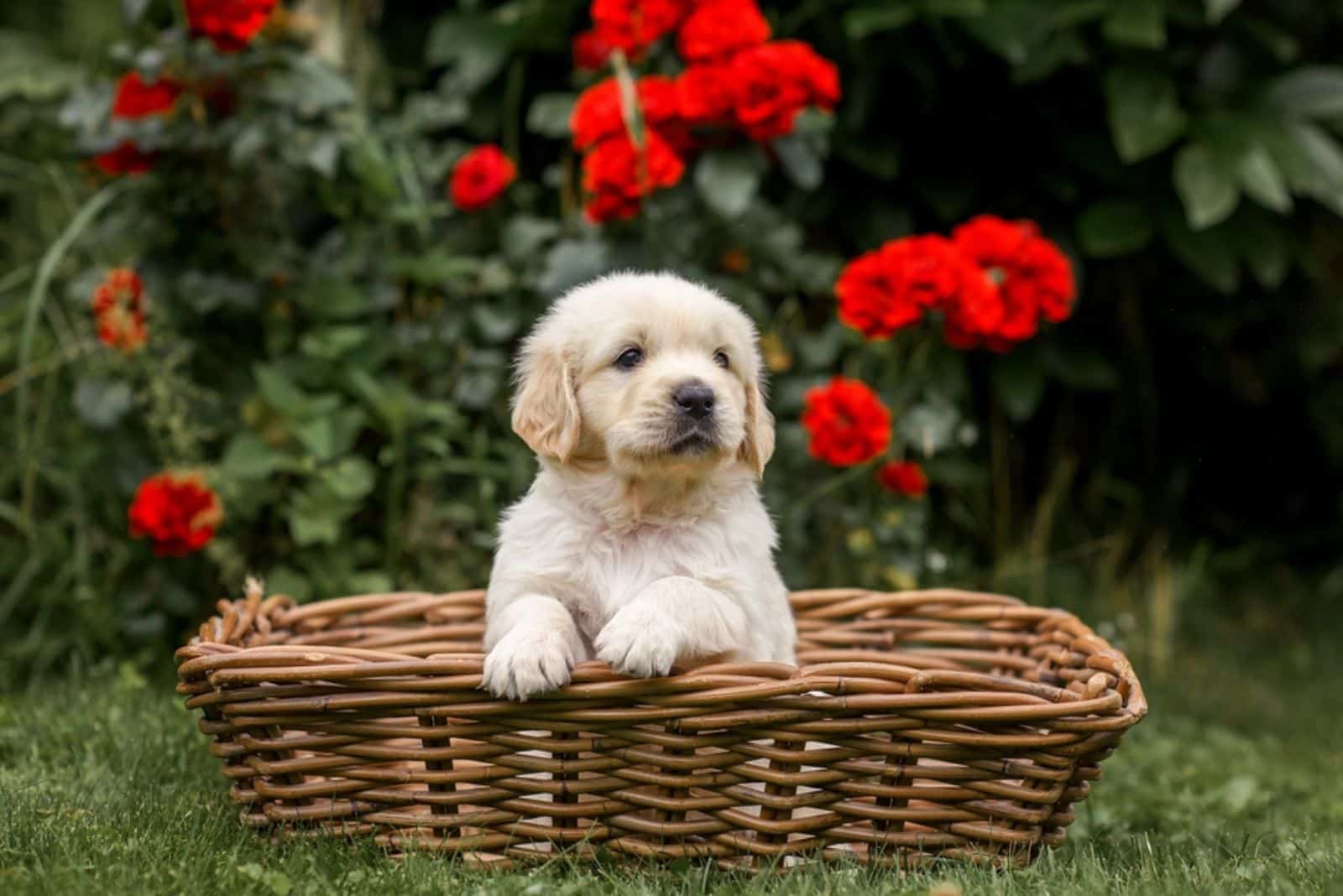 cute golden retriever puppy in a basket in the garden