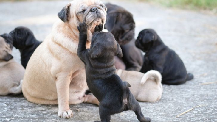7 Small Dog Breeders In UK You Can Be Sure About