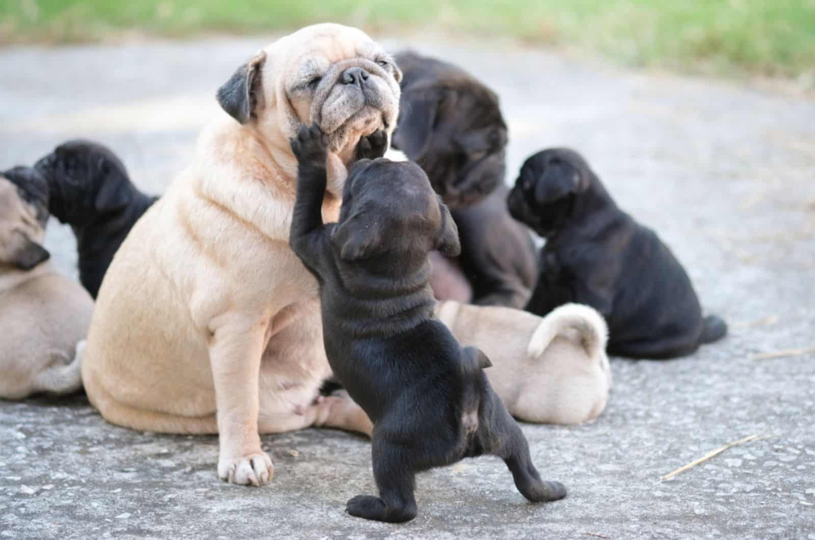 newborn pug puppies playing with their mother