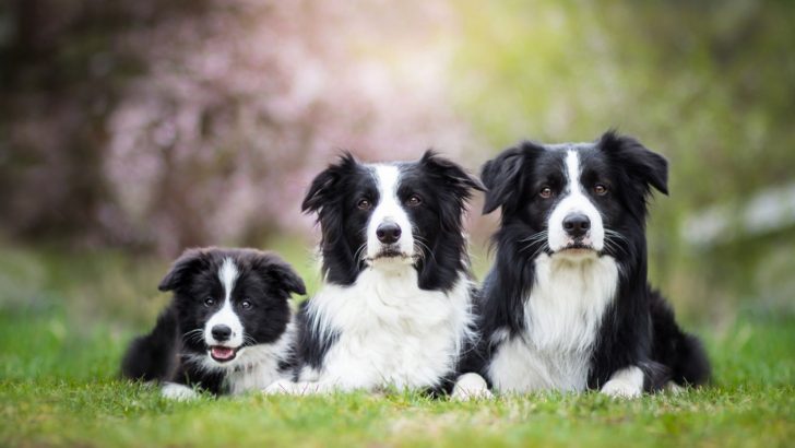 7 Trustworthy Border Collie Breeders In Florida