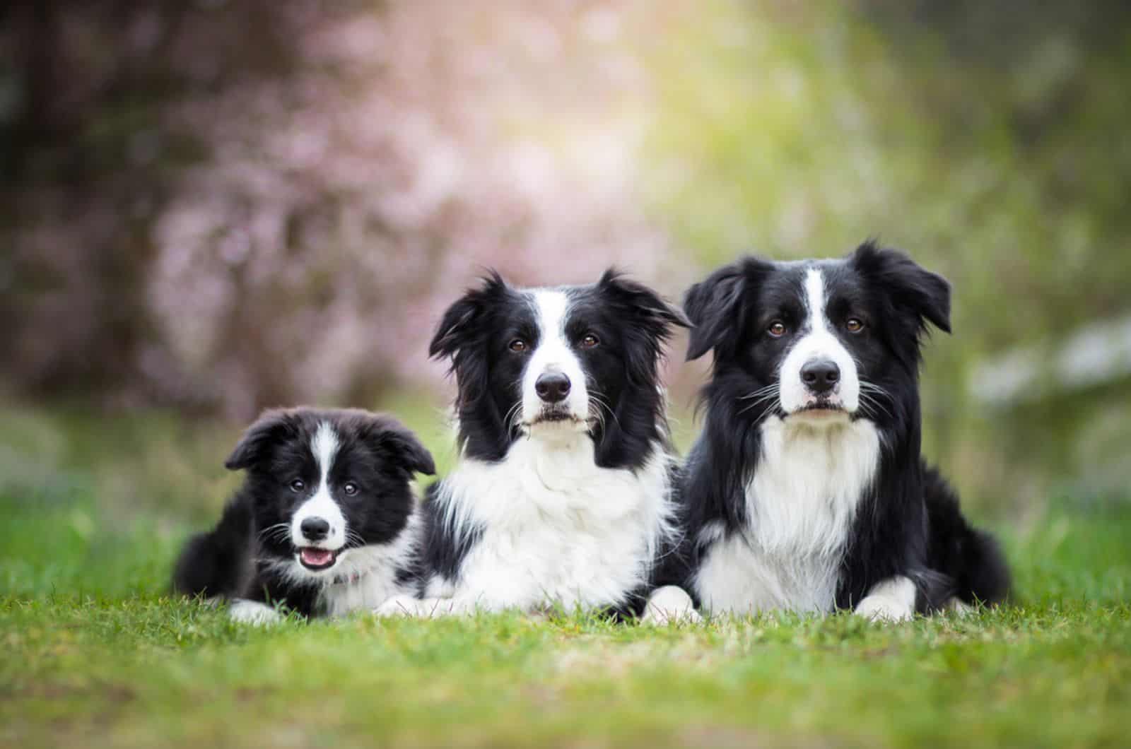 three border collie dogs on the lawn