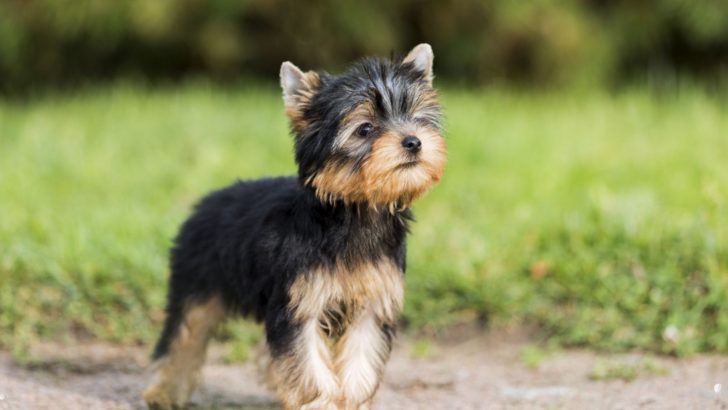 7 Yorkie Breeders In Oregon Have Your Perfect Yorkie