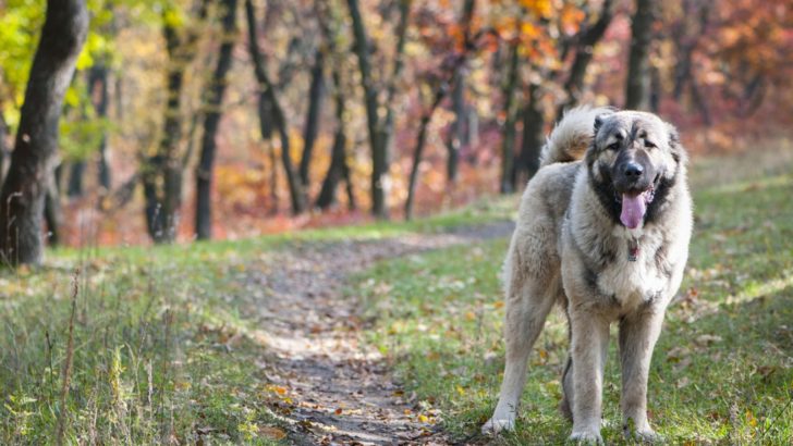 8 Best Caucasian Shepherd Breeders In The United States
