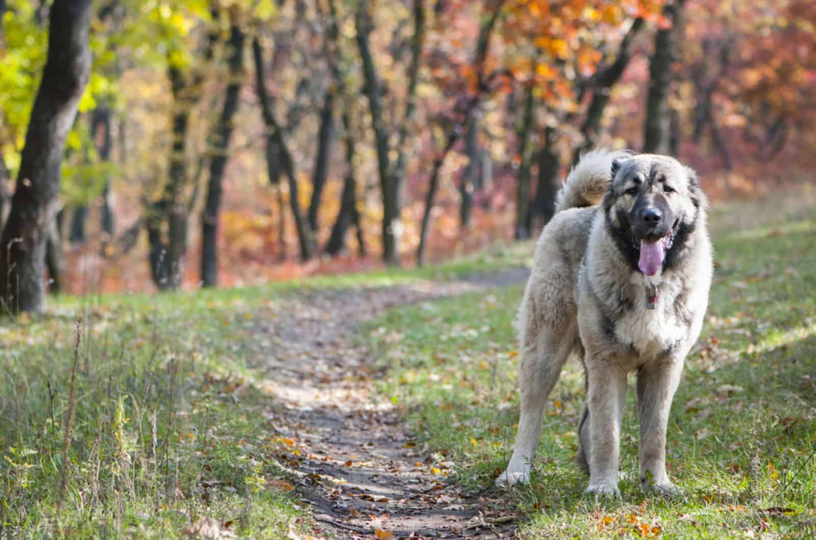 caucasian shepherd dog in nature