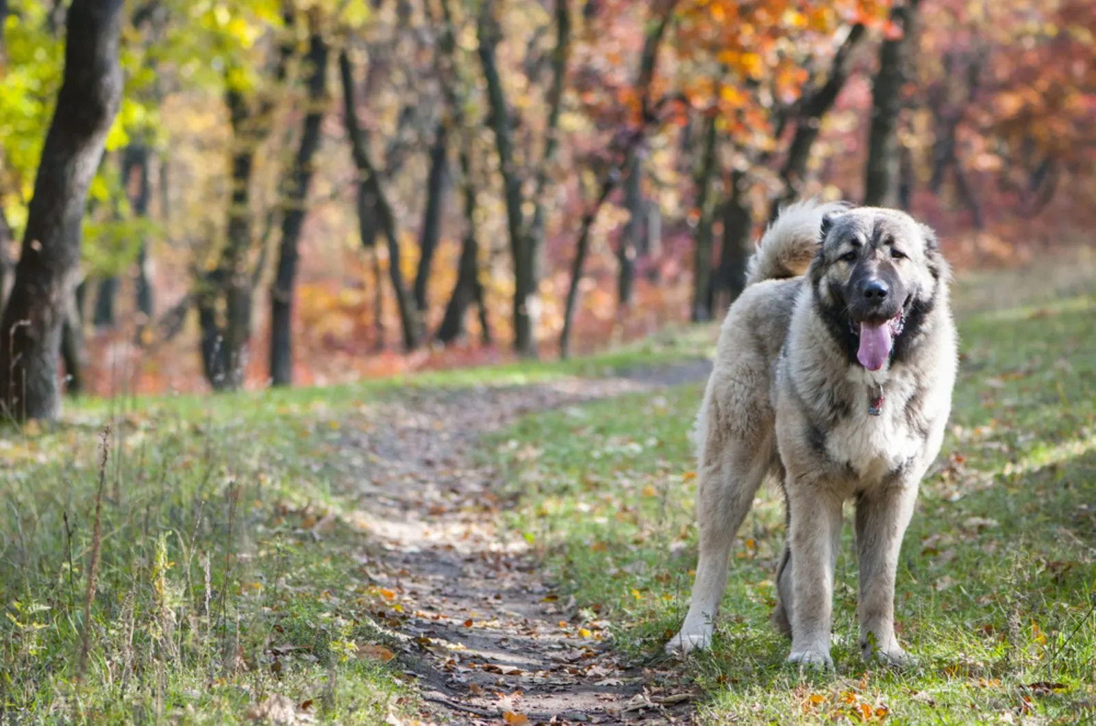 caucasian shepherd dog in nature