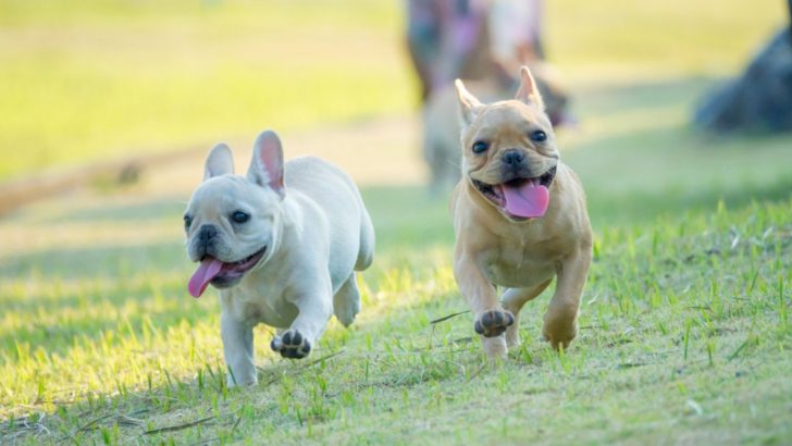 8 Best French Bulldog Breeders In Oregon: A Safe Buy