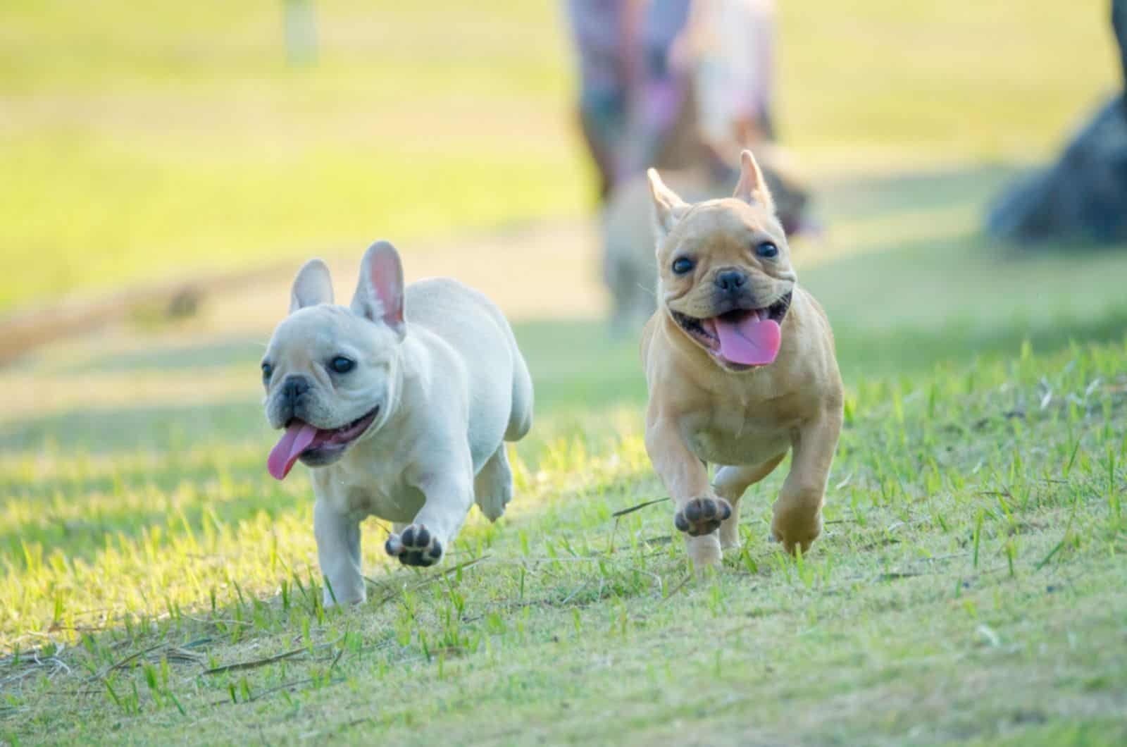 two french bulldog puppies