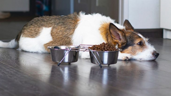 8 Best Home Remedies For A Sick Dog Not Eating