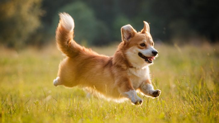 8 Corgi Breeders In Oregon: Corgis Of The Beaver State