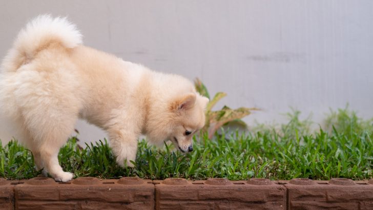 8 Ways To Stop Your Dog From Eating Poop Once And For All