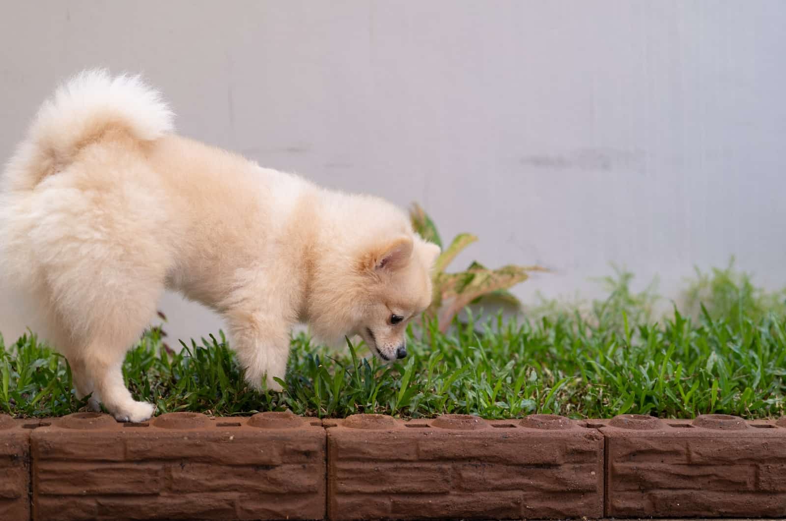 8 Ways To Stop Your Dog From Eating Poop Once And For All