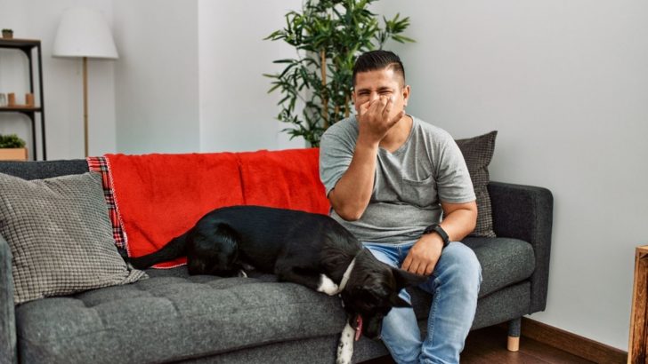 8 Solutions And 10 Home Remedies For Smelly Dog
