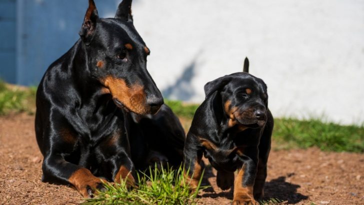 9 Best Doberman Breeders In Oregon: Get Your Dobbie Here