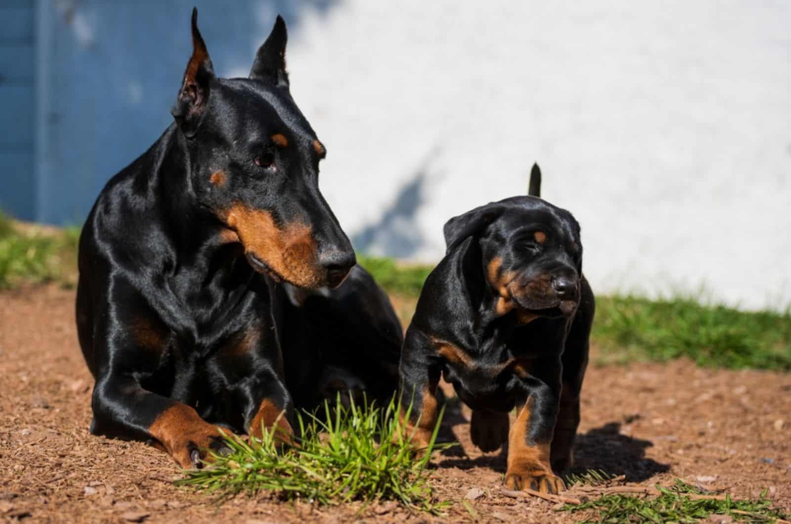 adlult doberman and puppy doberman sitting on the ground