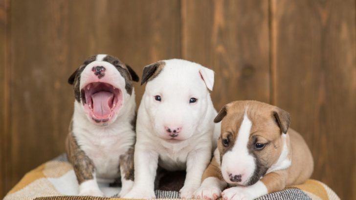 9 Reputable Miniature Bull Terrier Breeders In The U.S.