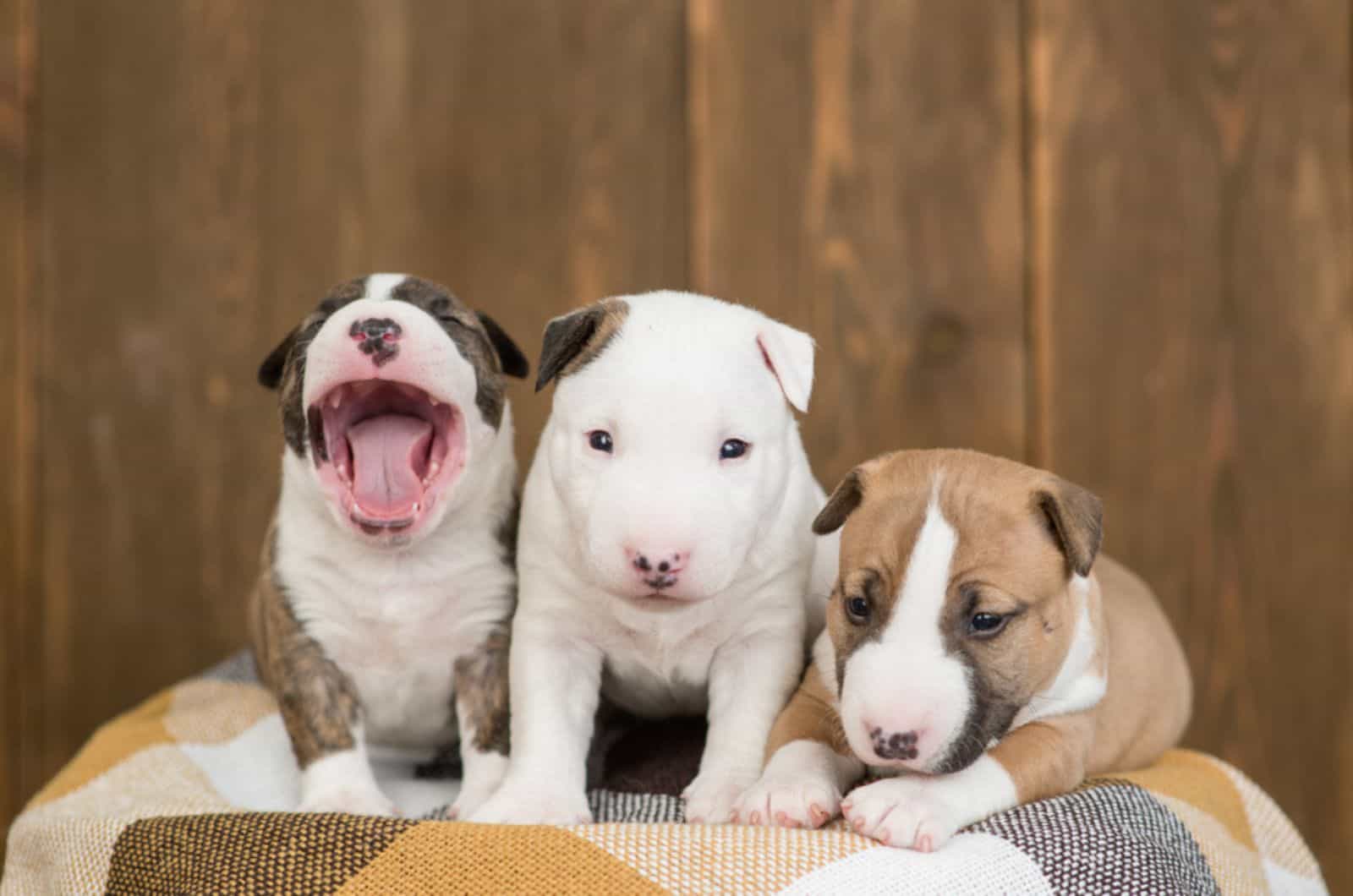 three mini bull terrier puppies