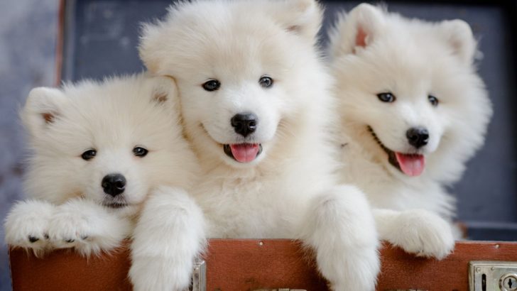 9 Samoyed Breeders In California – Find A Perfect Smiling Dog