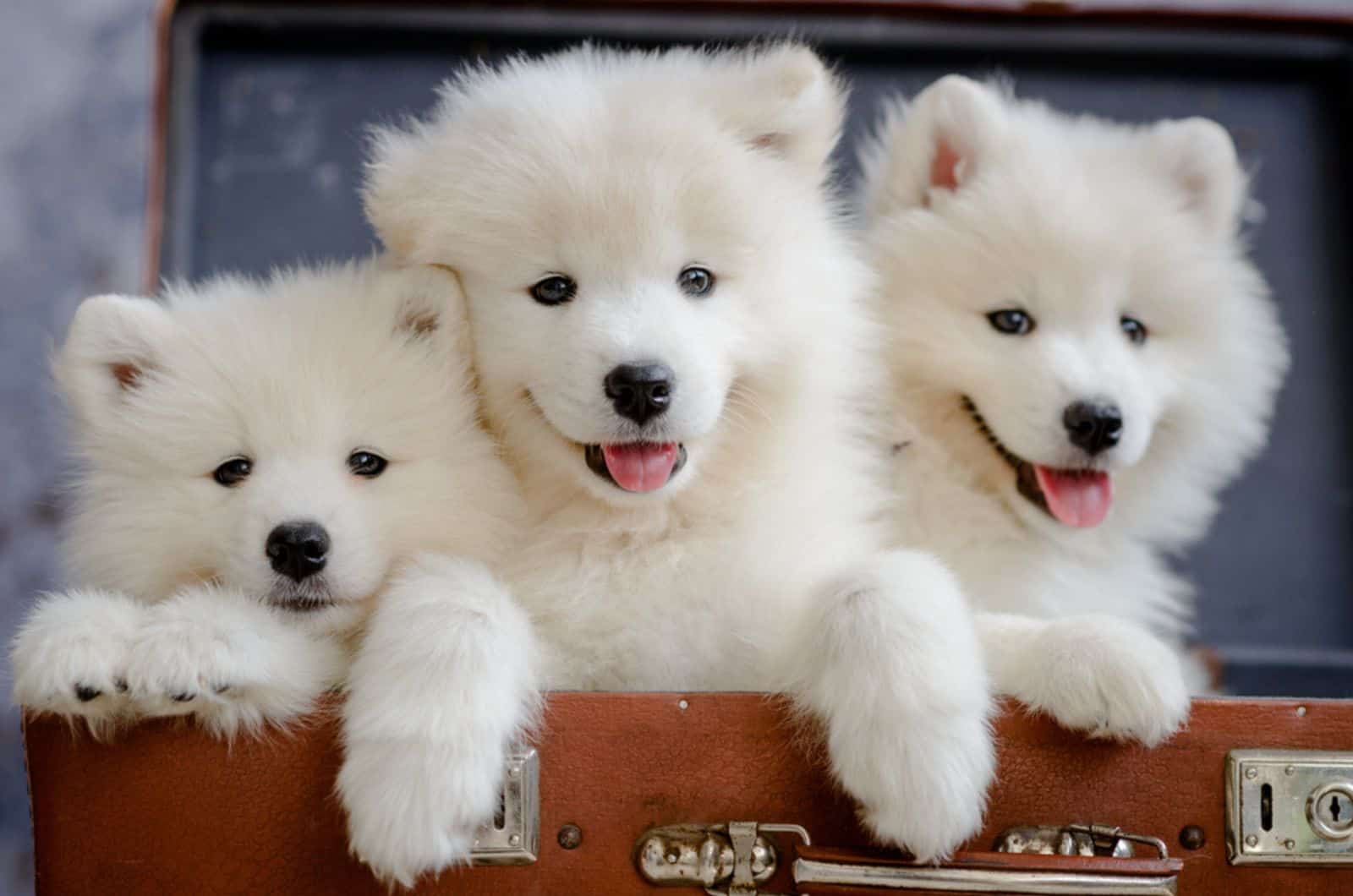 three samoyed puppies sitting in a suitcase