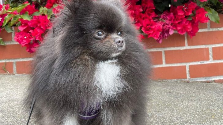 A Blue Pomeranian: What Is The Story Behind This Rare Color?