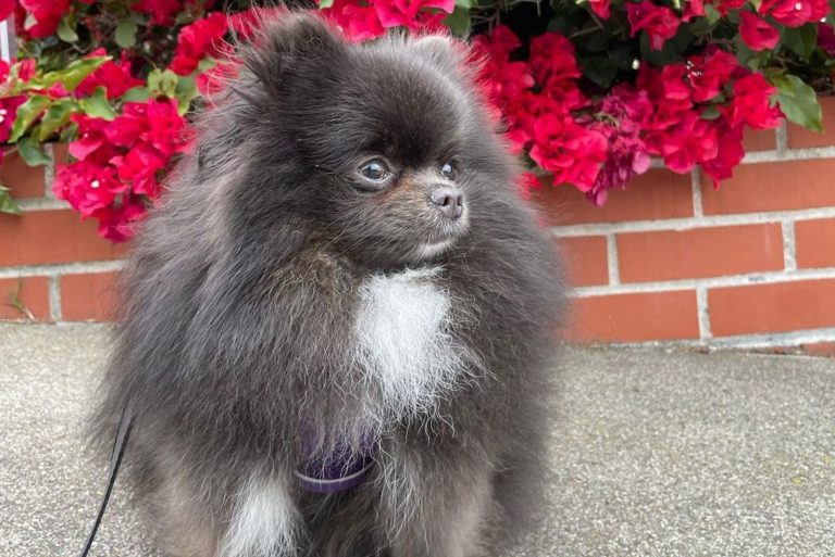 Blue Pomeranian sits and looks around