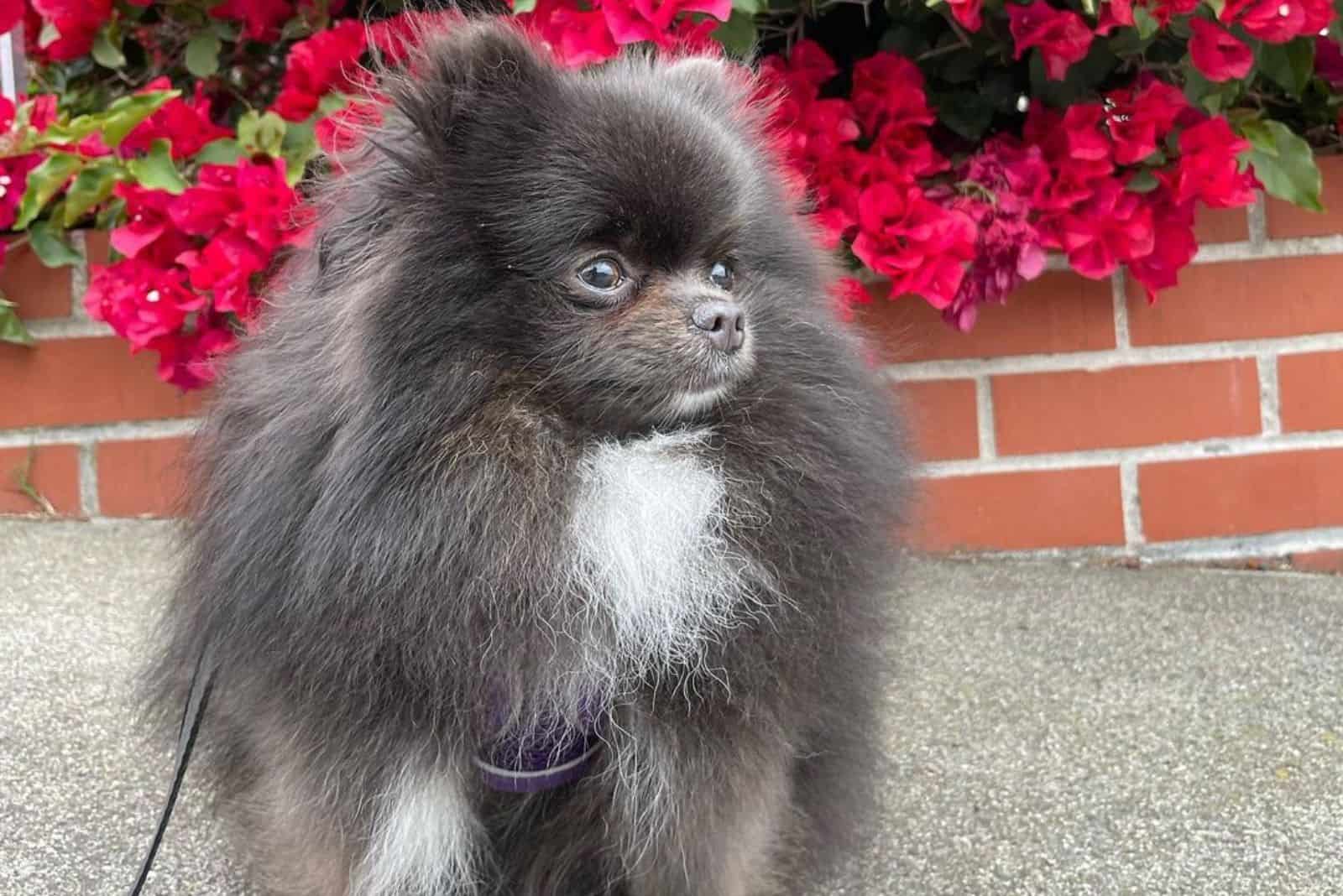 A Blue Pomeranian: What Is The Story Behind This Rare Color?