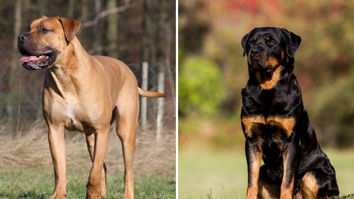 A Boerboel Rottweiler Mix: The Gentle Guardian