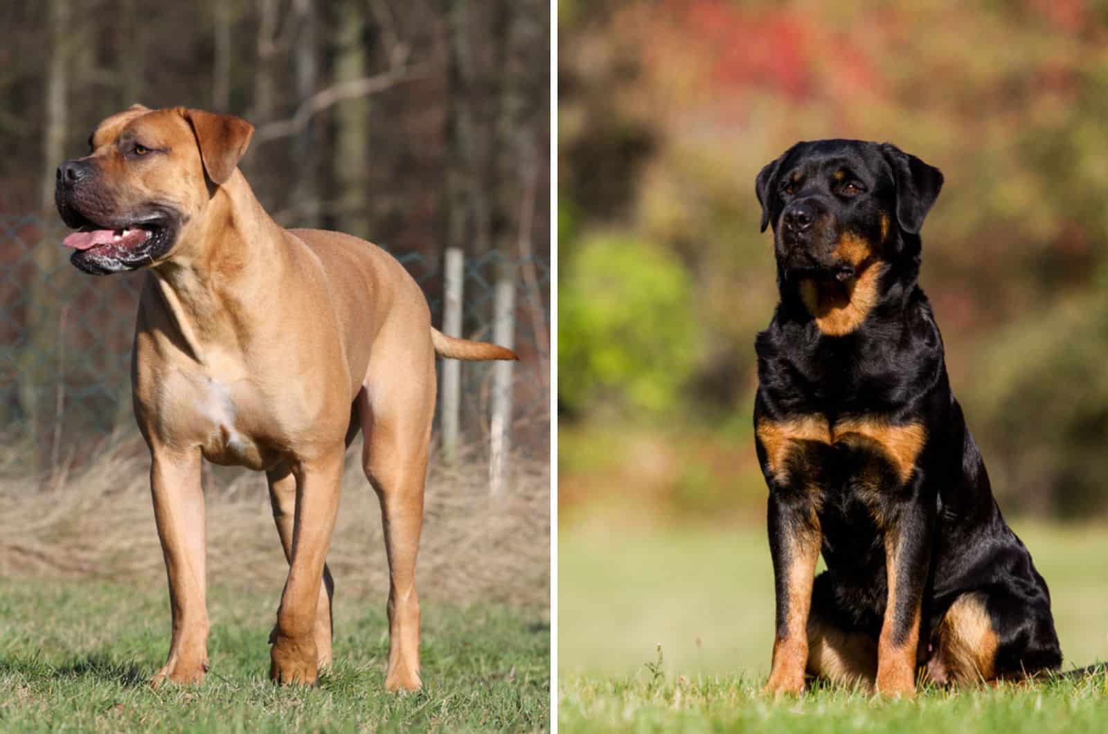 boerboel rottweiler mix