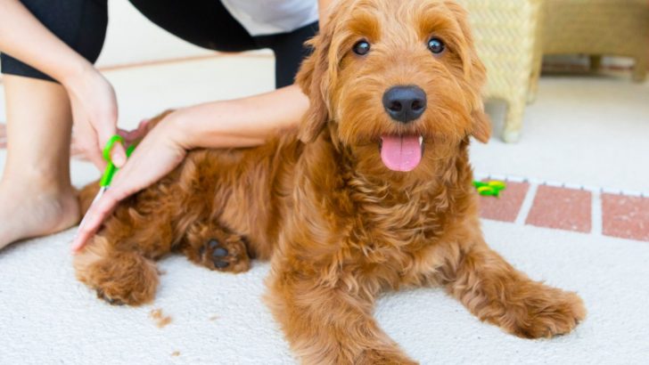 A Complete Guide On How To Groom A Goldendoodle