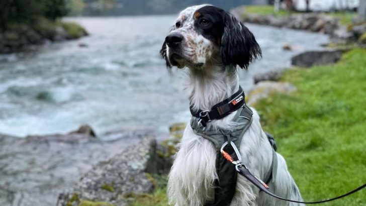 A Guide On The Amazing Tri Color English Setter