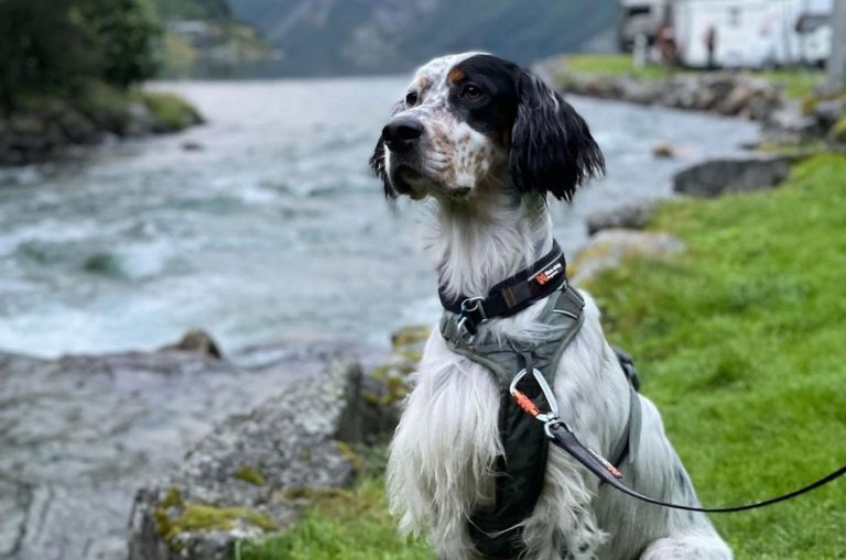 tri color english setter portrait