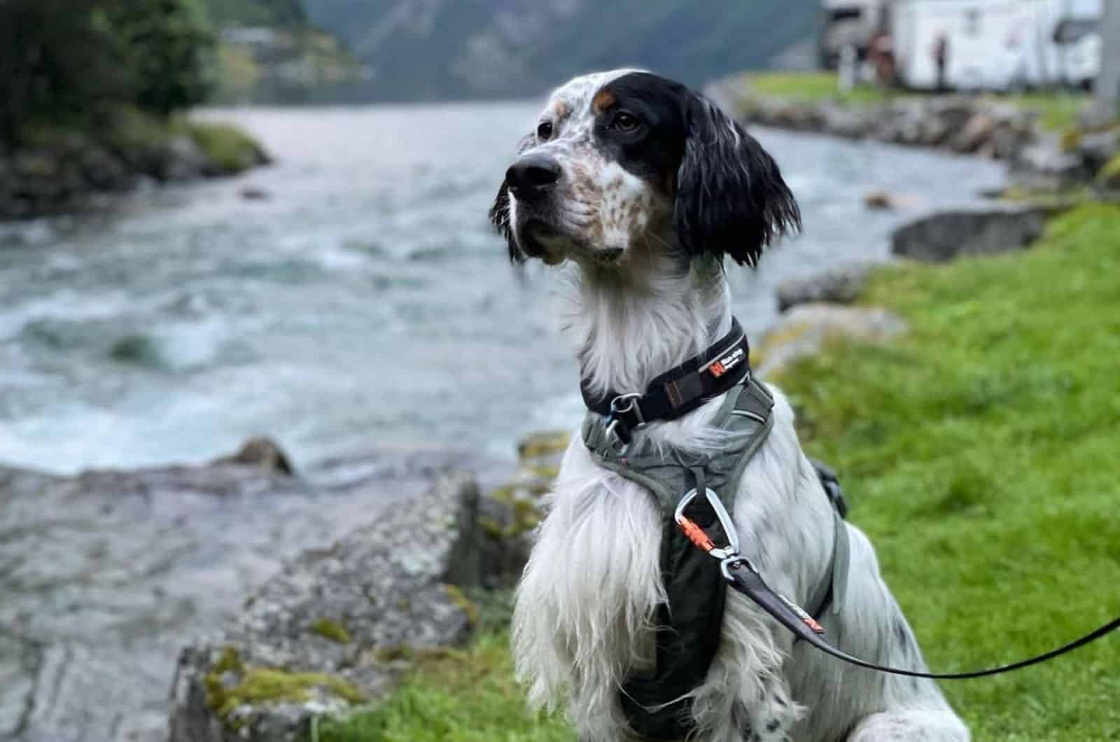 A Guide On The Amazing Tri Color English Setter