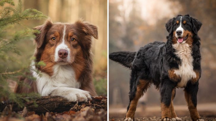 A Guide On The Australian Shepherd Bernese Mountain Dog Mix