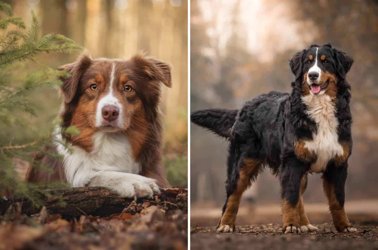 australian shepherd bernese mountain dog mix