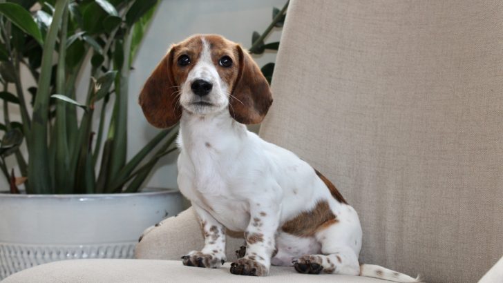 A Guide On The Mesmerizing Piebald Dachshund