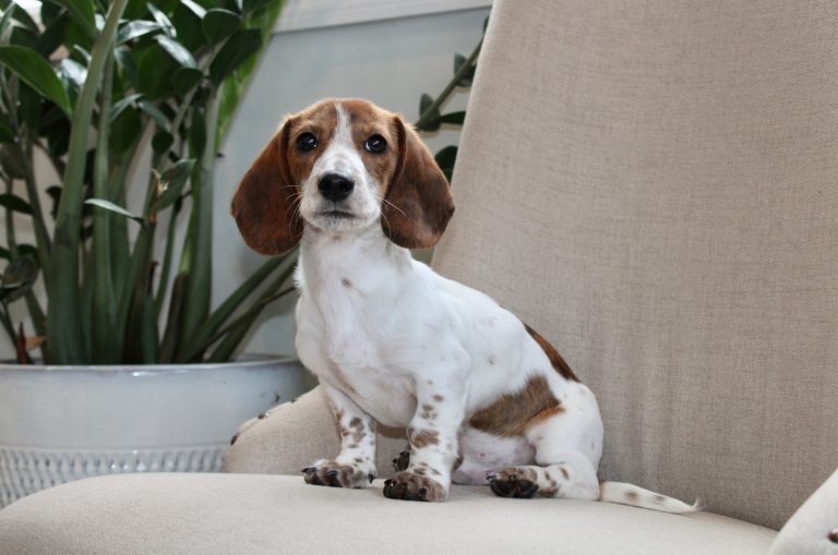 Piebald Dachshund sitting on chair