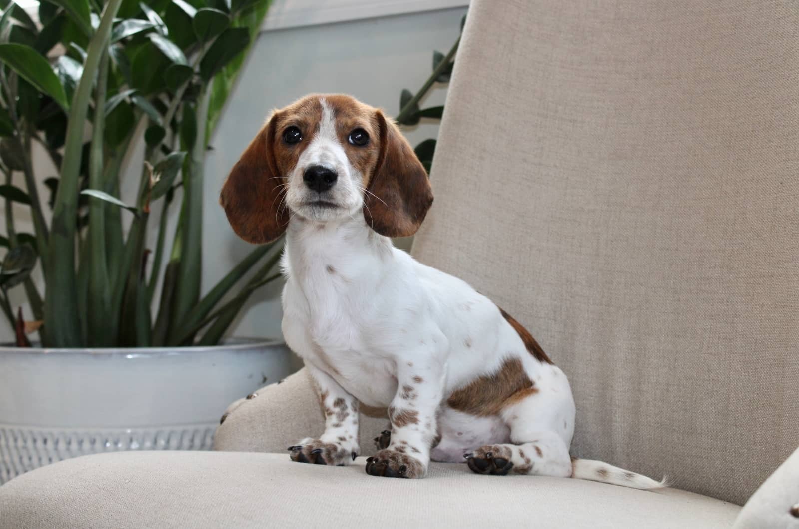 A Guide On The Mesmerizing Piebald Dachshund