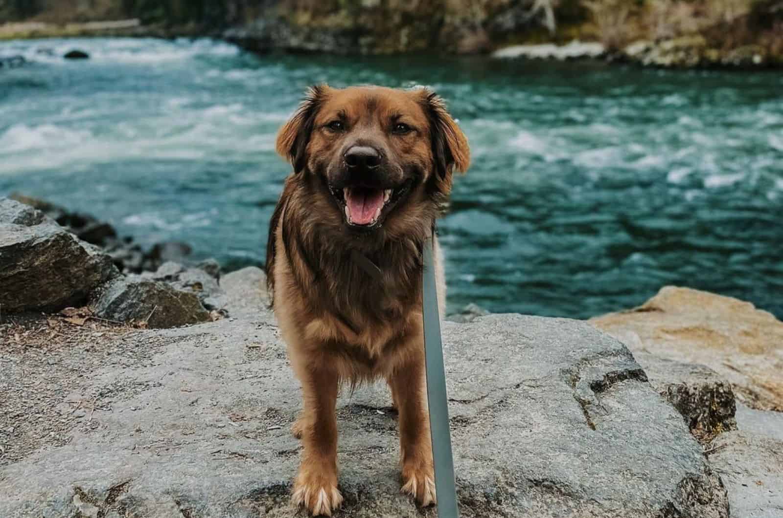 long-Haired Pitbull standing outside in nature