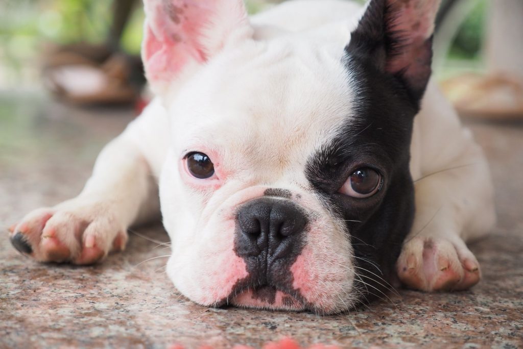 Pied French Bulldog: Behind The Distinct Color Pattern