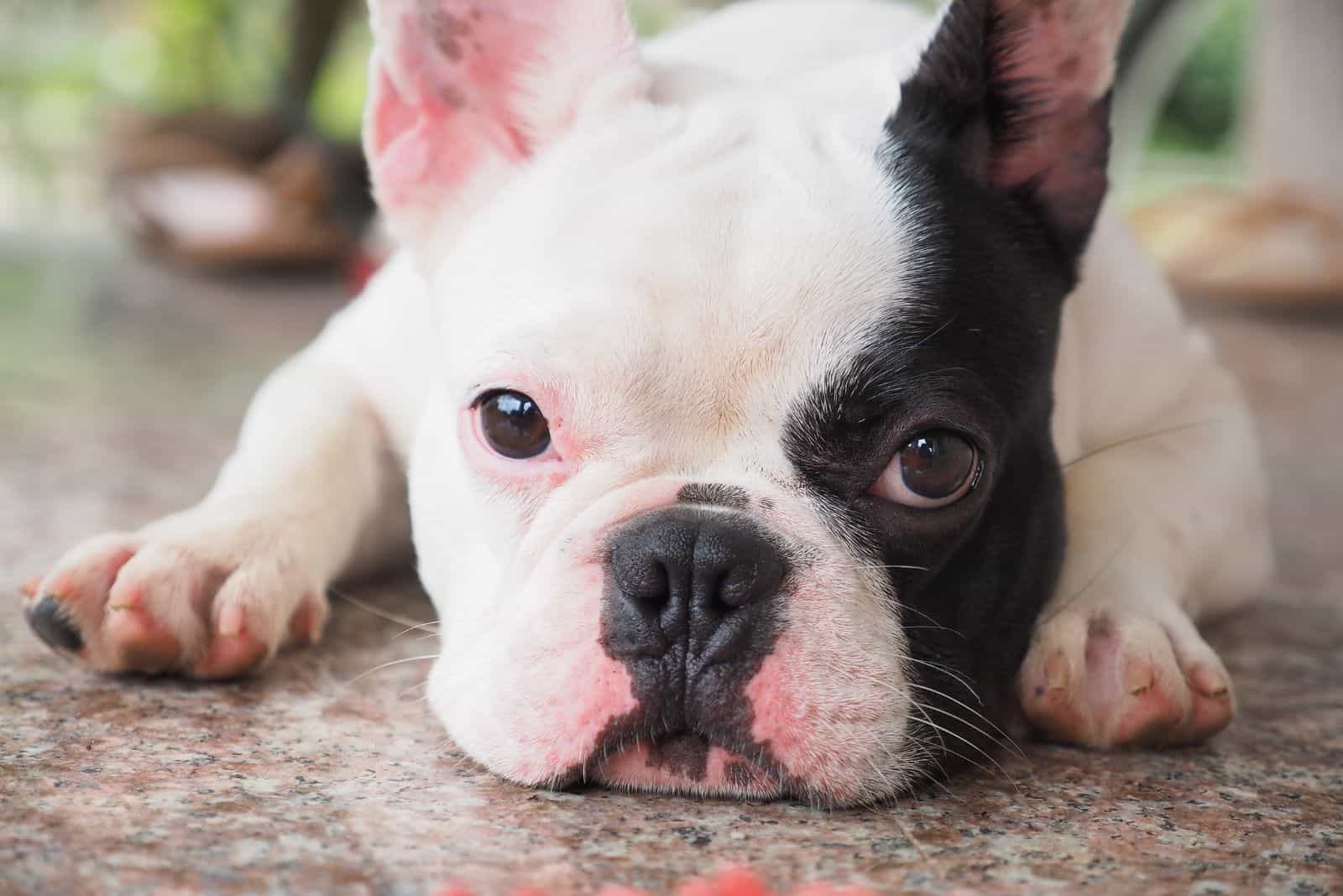 A Pied French Bulldog lies sadly on the floor