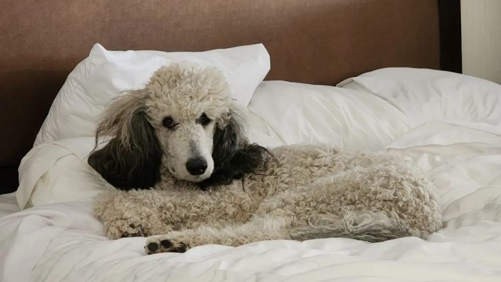 A Sable Poodle: Everything You Need To Know