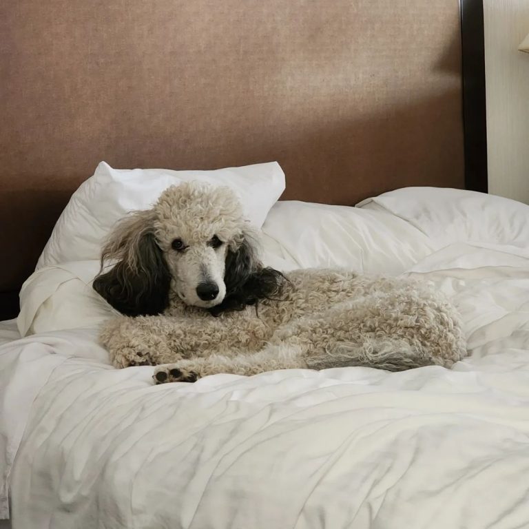 Sable Poodle lying on bed