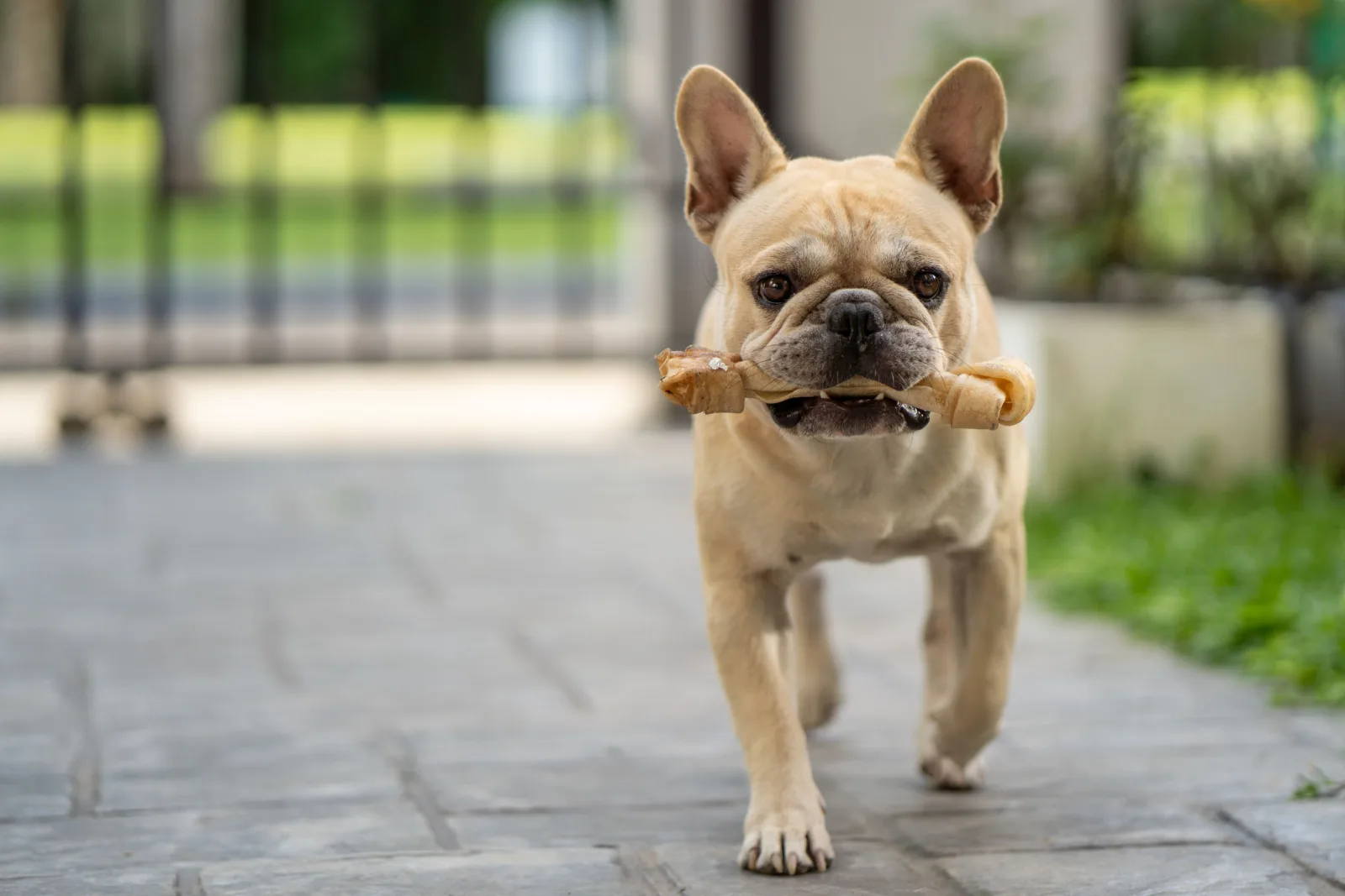 A beautiful running french bulldog with a rawhide bone in his mouth