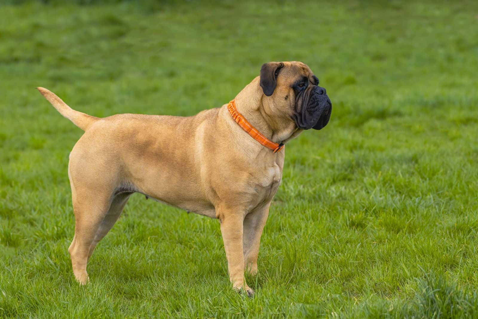 A bullmastiff is standing in a field and looking into the distance