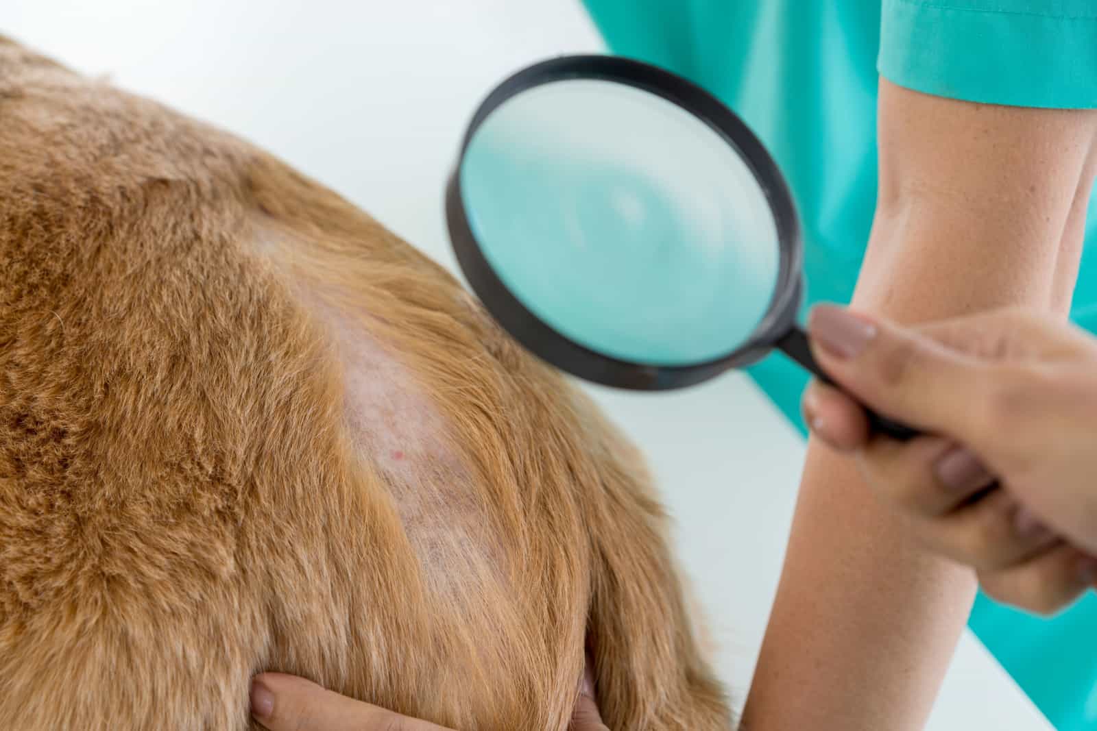 A veterinarian is examining a dog with dermatitis with a magnifying glass