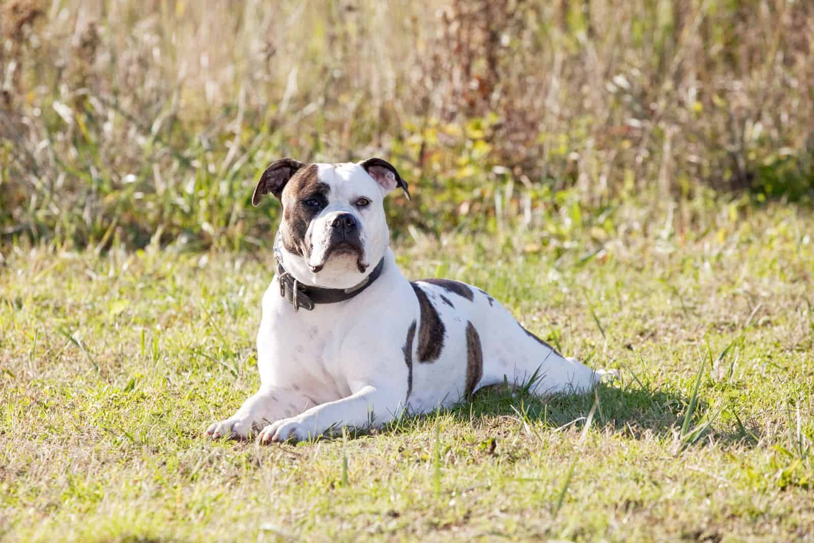 A white American Bulldog with brown spots sits in a field