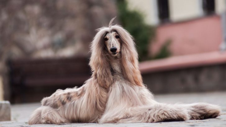 Afghan Hound Price — Will The Cost Of This Dog Hound You?