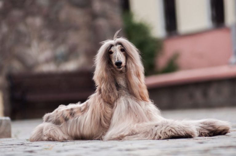 afghan hound lying on the ground