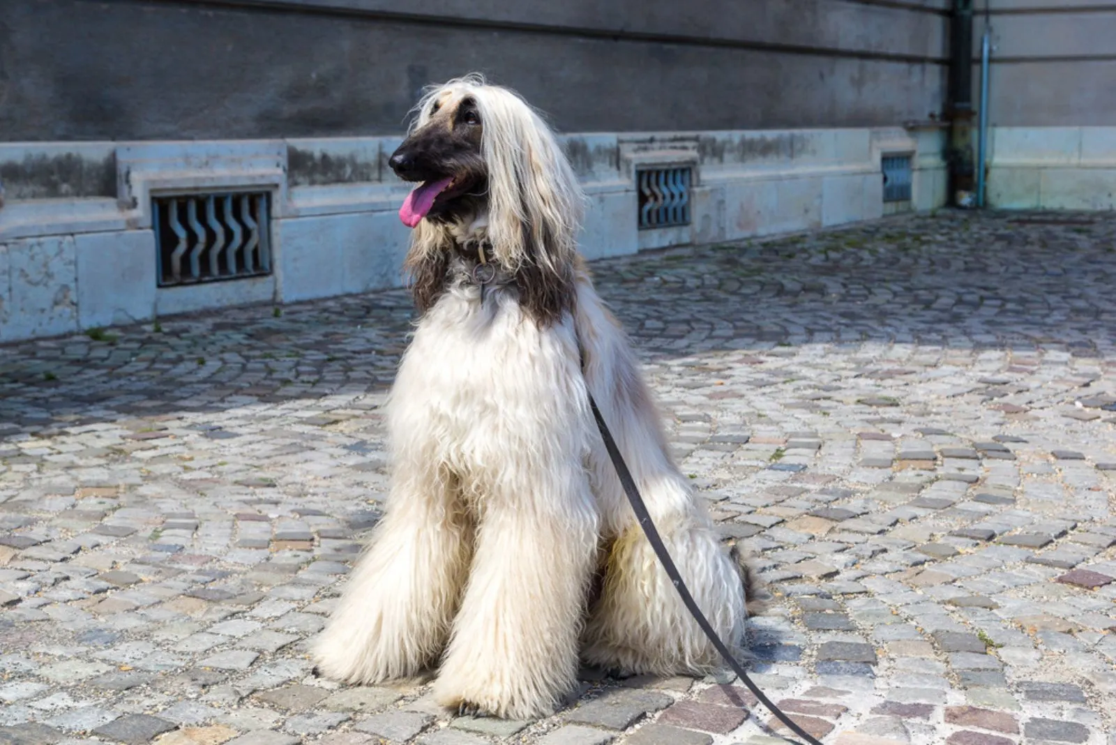 Afghan Hound in a beautiful summer day